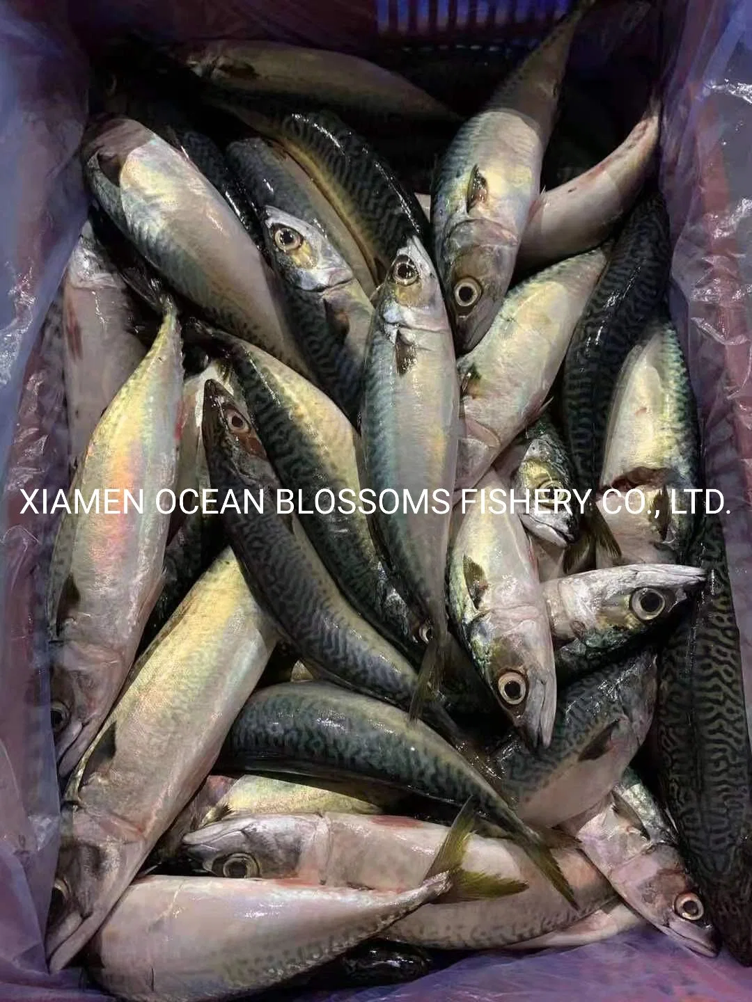 Ocean Blossoms Good Quality Frozen Mackerel Ecuador 15kg 20kg