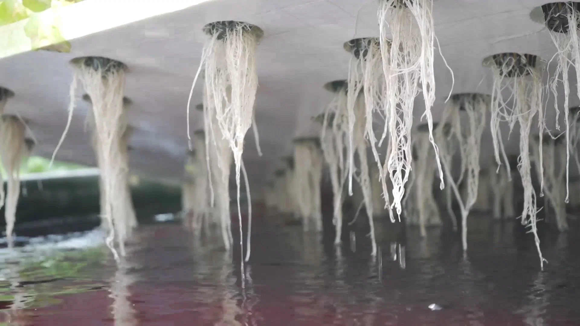 DWC hydroponic XPS Schaumstoffplatte schwimmende Floating Raft kommerzielles Gewächshaus wachsen Salat