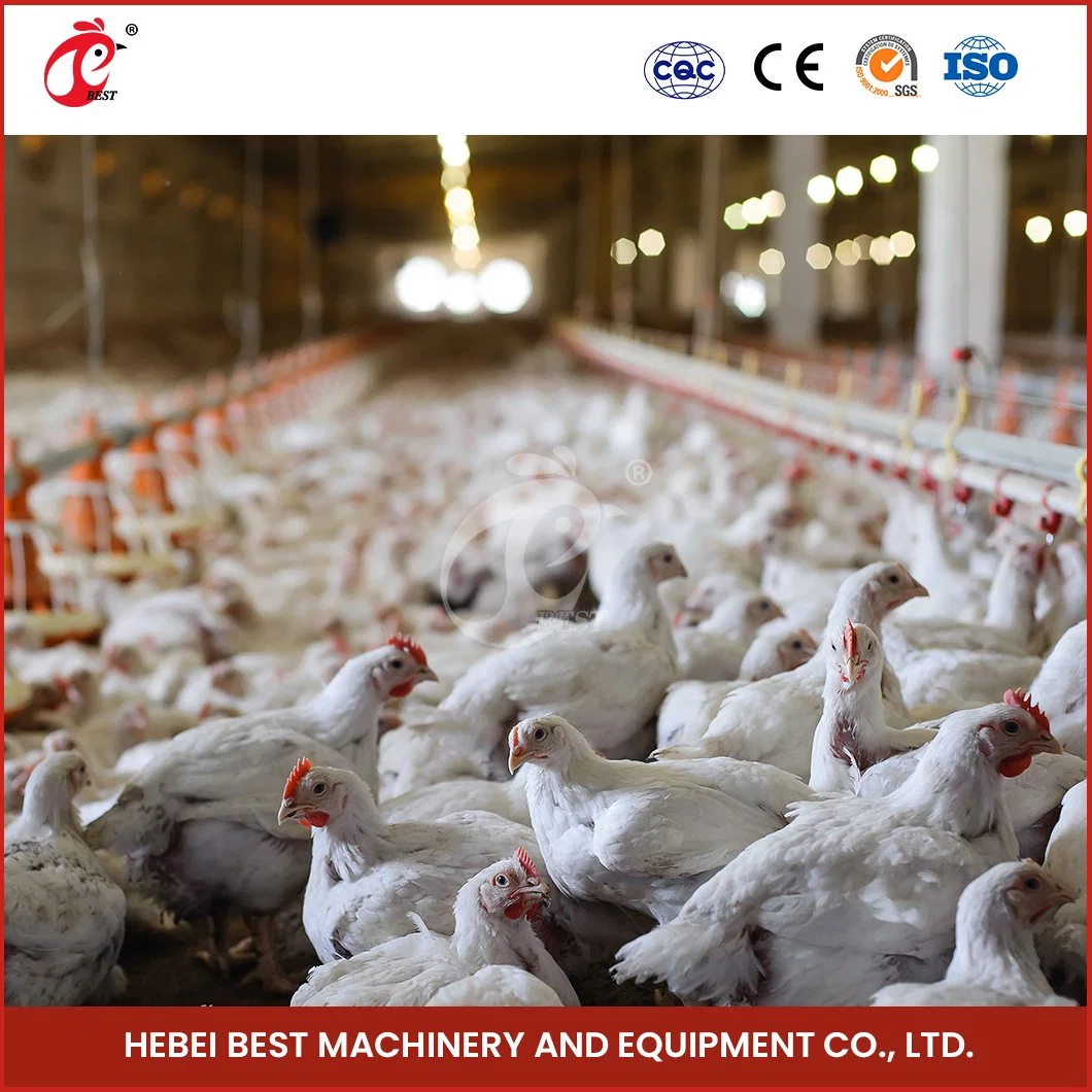 Bestchickencage Broiler Deep Litter System Non-Standard Customization China ABS Engineering Plastics Material Broiler Floor Raising System Manufacturer