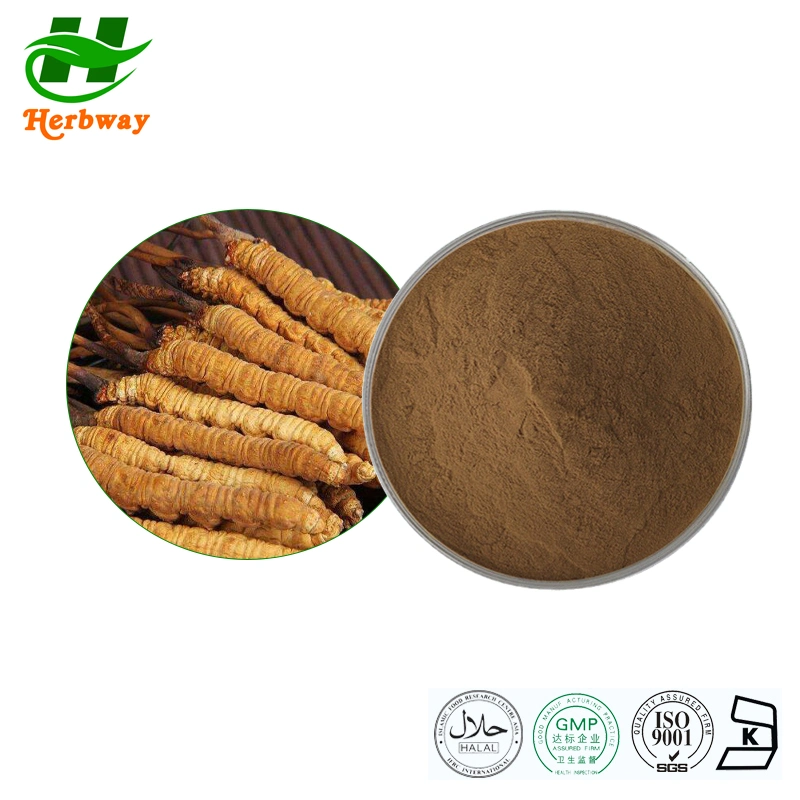 Herbway Herbal Extract Cordyceps Sinensis Militaris Extract Polysaccharides Botanical Extract Cordyceps Extract