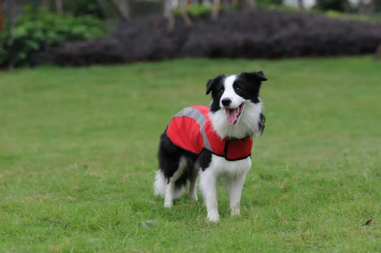 Coût de fabrication de vêtements personnalisés animal de compagnie portant des vêtements veste Softshell chien