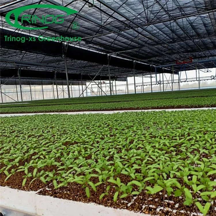 New Design Inner Shading System Cooling Multi-span Film Greenhouse for Agriculture From China