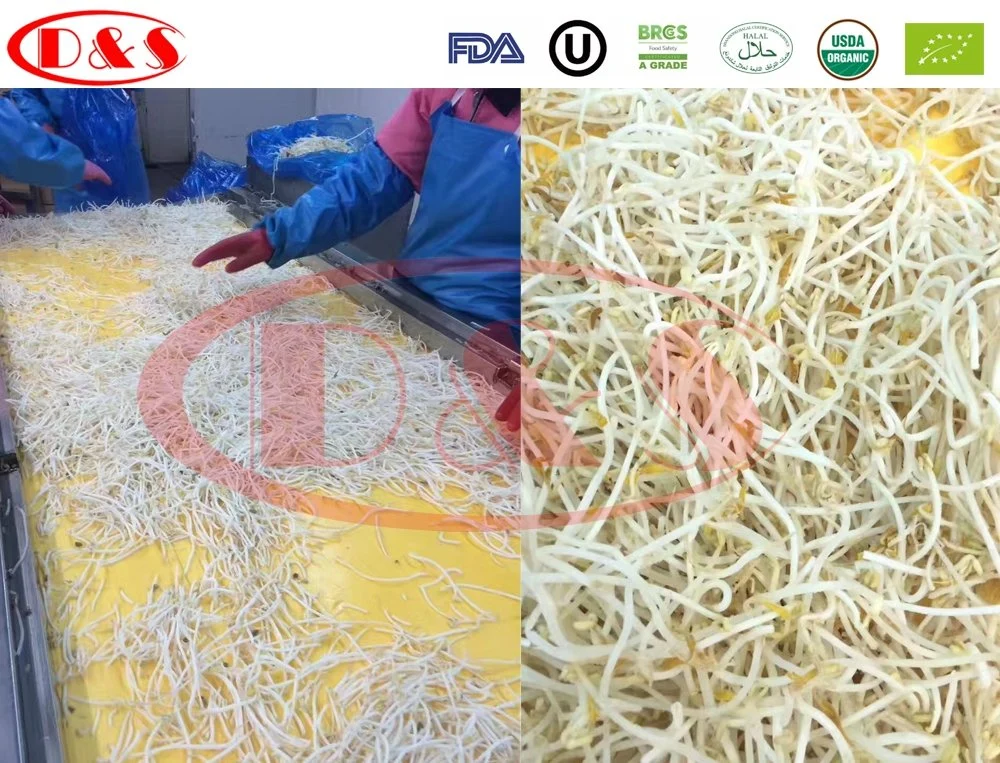 Fresh Vegetable Bean Sprout IQF Frozen Green Bean Sprout with Private Label