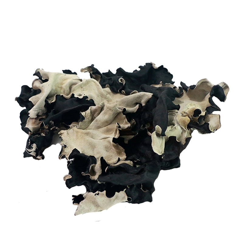 Premium White Backed Large Black Fungus