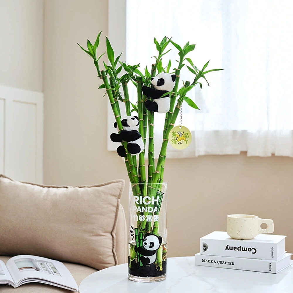 Dracaena Sanderiana directamente Lucky Bamboo Hogar decoración de plantas vivas gran regalo