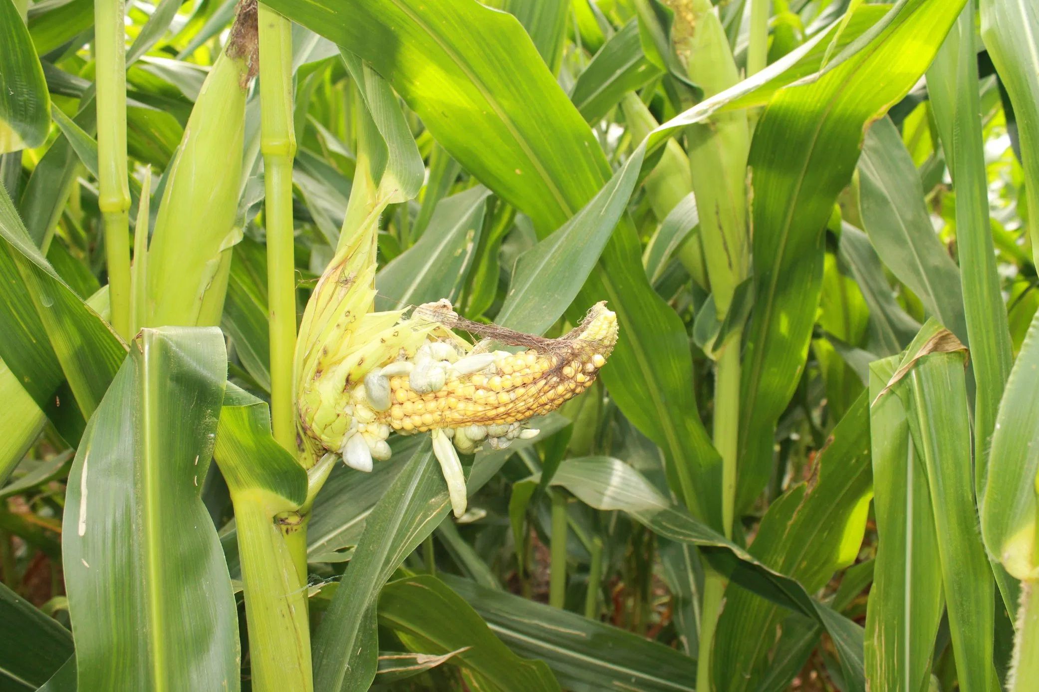 Preis Für Landwirtschaftliche Chemikalien Propineb 80% Wg Fungizid Bakterizid 12071-83-9