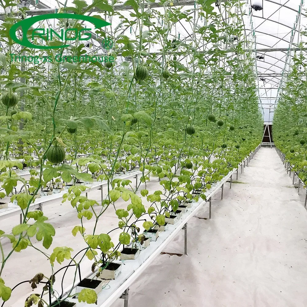 Agriculture Multi-Span Cultivation Hydroponics System Film Green House for Vegetable Planting