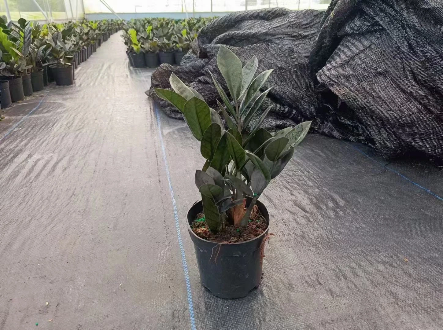 Mayorista/Proveedor Interior Nueva variedad de plantas ZZ Negro Zamioculcas Zamiiifolia Bonsai