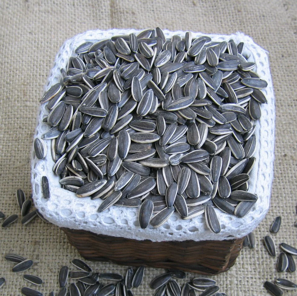 New Crop Sunflower Seeds From Shandong Guanghua Agricultural