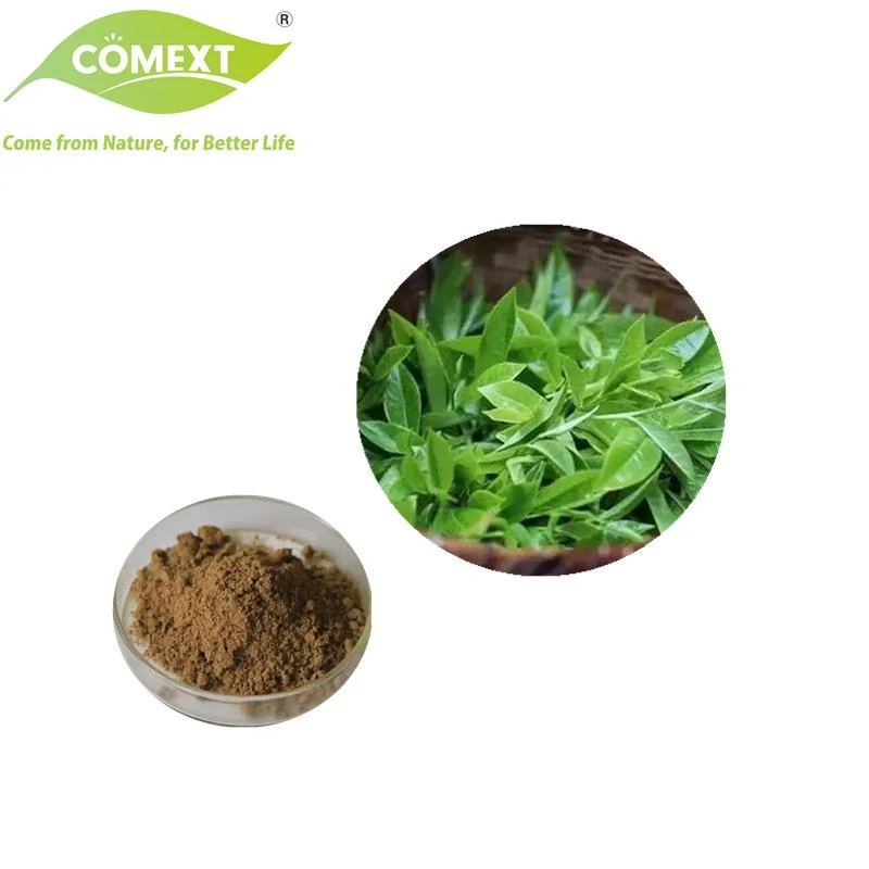 Comext High quality/High cost performance  Gholesale Price 45% EGCG 75% Catechin Green مسحوق الشاي المستخرج من الشاي لمادة التغذية