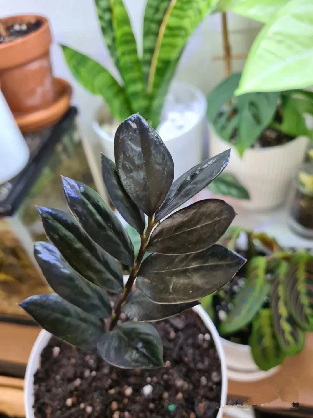 Mayorista/Proveedor Interior Nueva variedad de plantas ZZ Negro Zamioculcas Zamiiifolia Bonsai