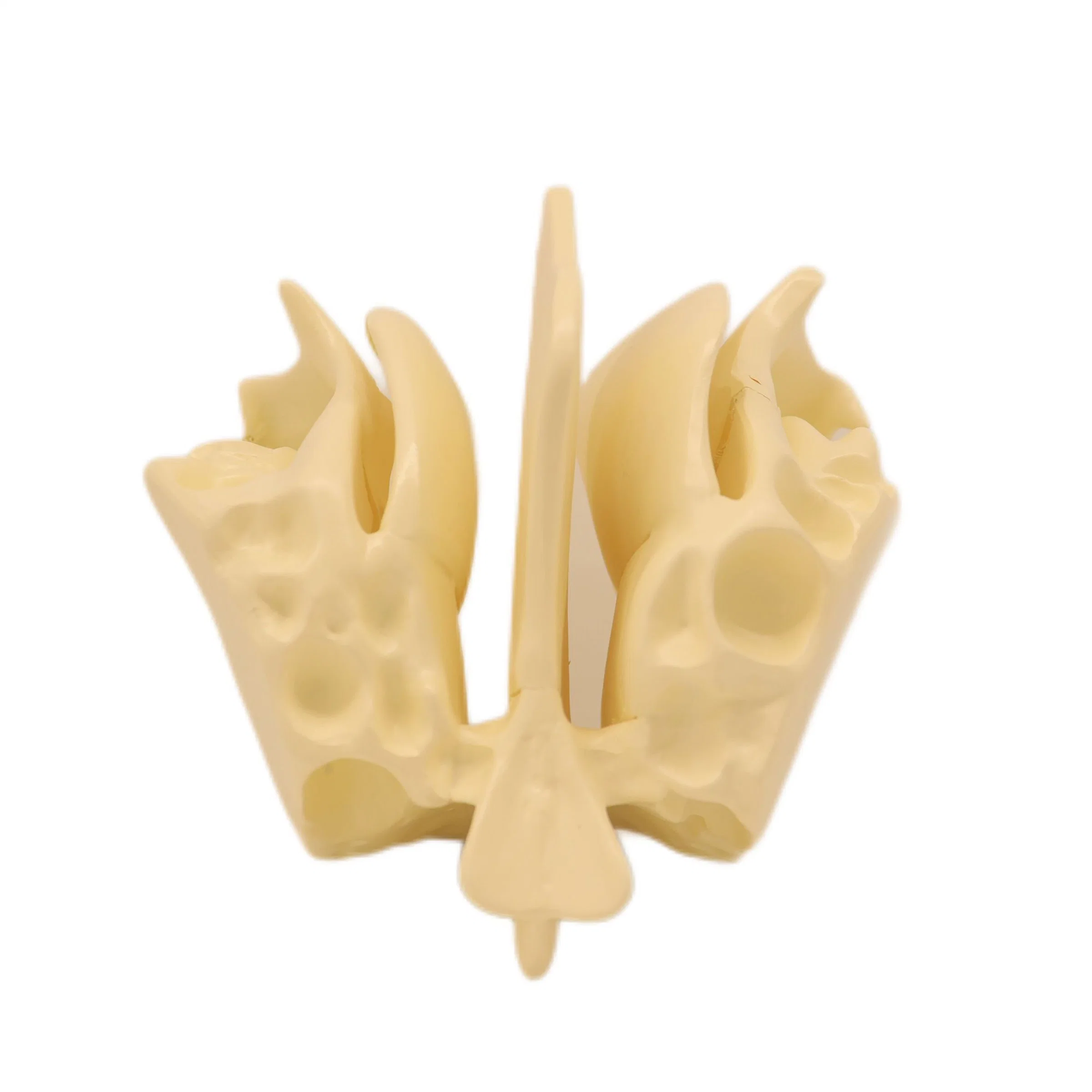 Lab Biological Teaching Models Expansion Model of Ethmoid Bone Skeleton Model