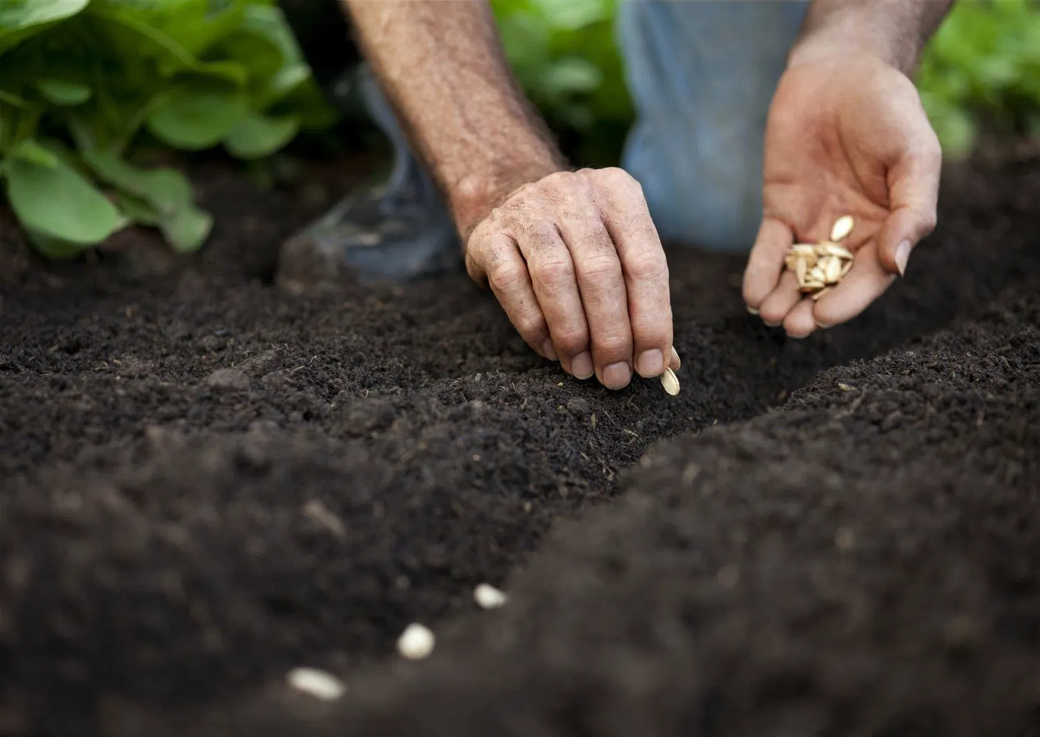 Adubo orgânico matérias-primas Humate potássio fertilizante orgânico