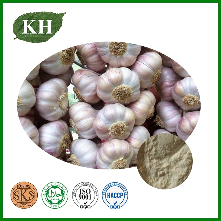 Garlic Extract for Human Supplement