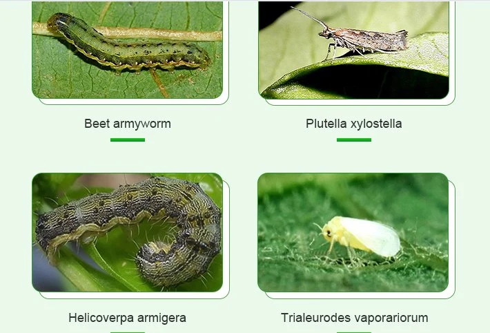 Los proveedores de China la agricultura orgánica Natural insecticida verduras tomate Árboles Frutales Insecticida de Contacto 20% Precio de 12,5 Ce Amitraz