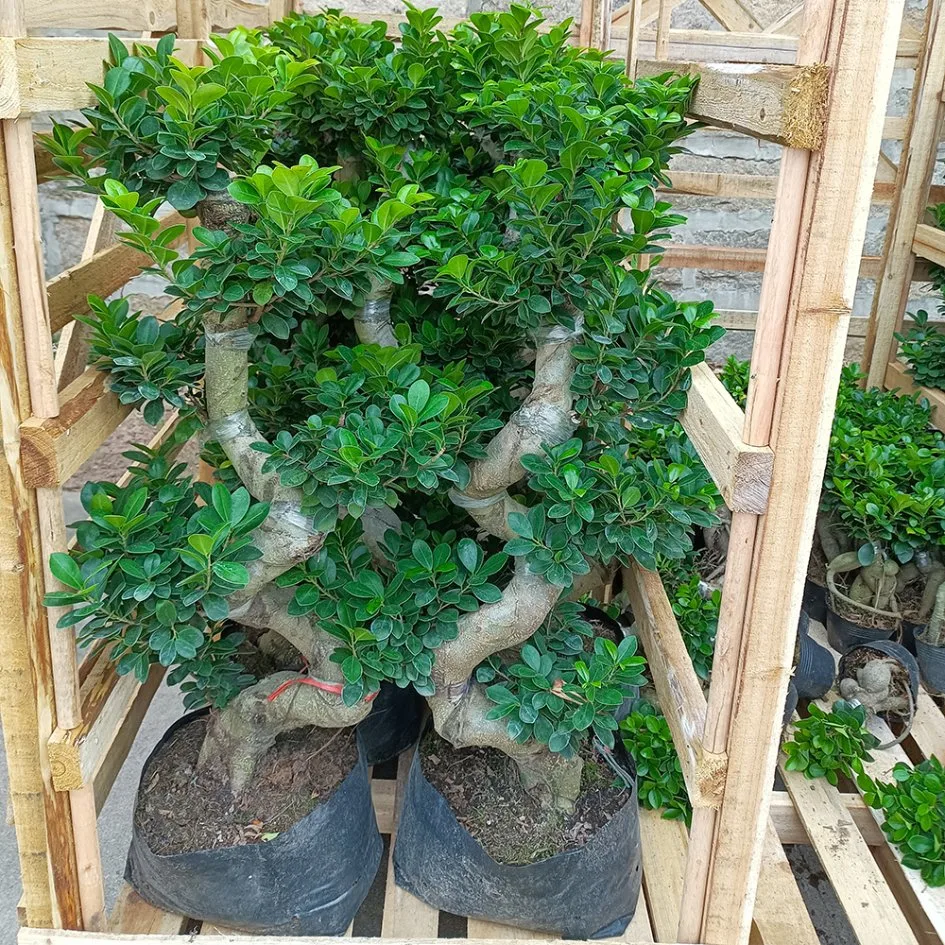 Shaped Ficus Microcarpa &prime; Ginseng&prime; Real Plant Bonsai Home Indoor Outdoor Garden for Garden Landscape Nursery Wholesale/Supplier