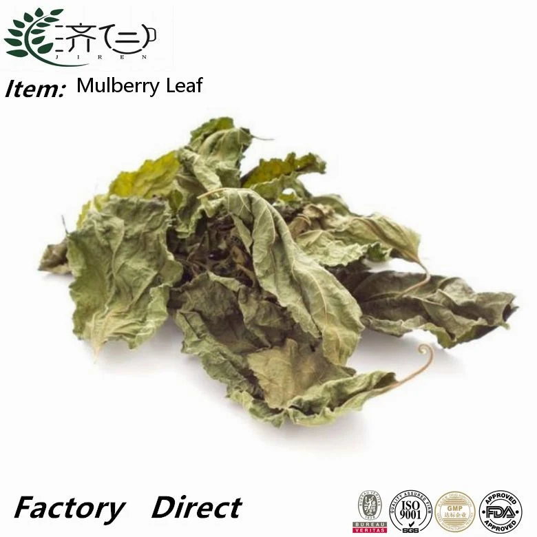 High quality/High cost performance Mulberry Leave Hot Sale Sang Ye Traditional Chinese Herbal Medicine of Mori Folium