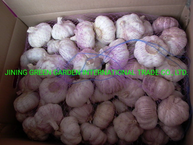 2022 Fresh China Garlic White Garlic Red Garlic Peeled Garlic Snow White Garlic Normal White Garlic Pure White Garlic 4.5cm, 5.0cm, 5.5cm, 6.0cm, 6.5cm up