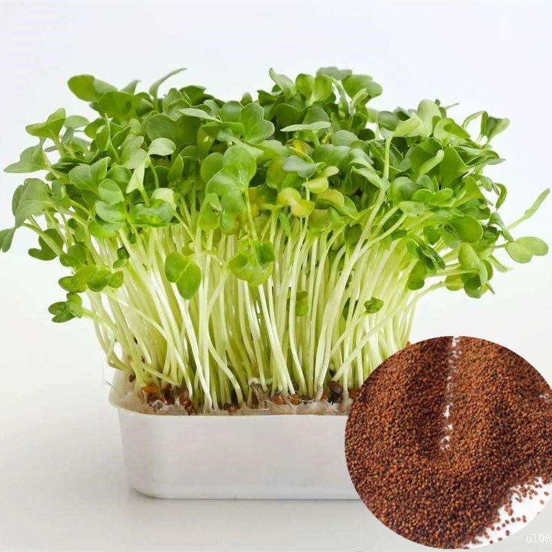 Dou ban cai factory price bulk vegetable Nasturtium officinale seeds watercress seeds