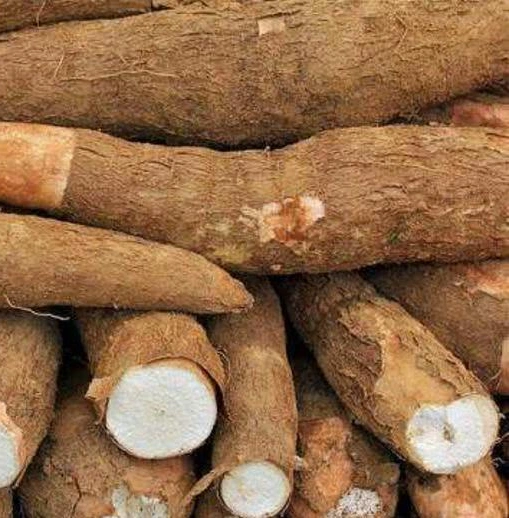 Custom High Quality Best Selling 40% Isoflavones Cassava Extract