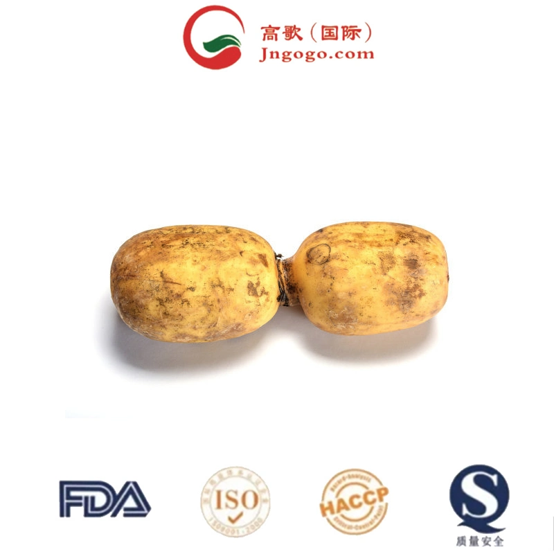 Wholesale/Supplier and Retail Dried Lotus Root Slices