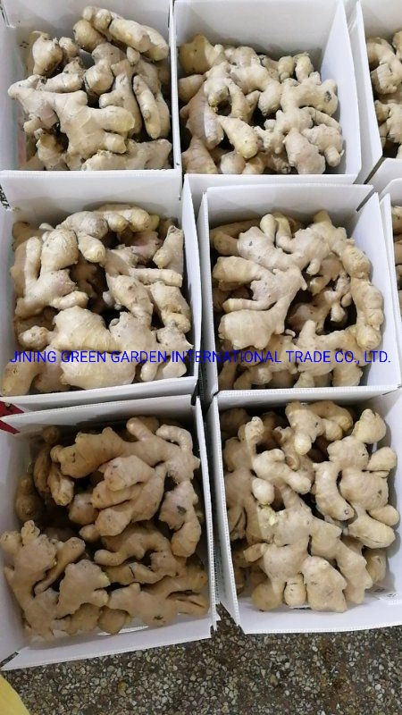 Competitive Price Good Quality Fresh Air Ginger