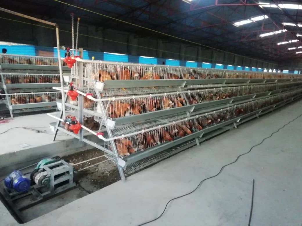 Automatic Poultry Farming Feeding Equipment Battery Cage System for Broiler Layer