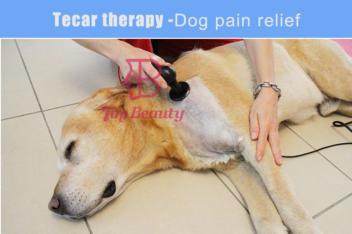 High quality/High cost performance Durable Using Various Tecar for Horse Leg Digital Therapy Machine