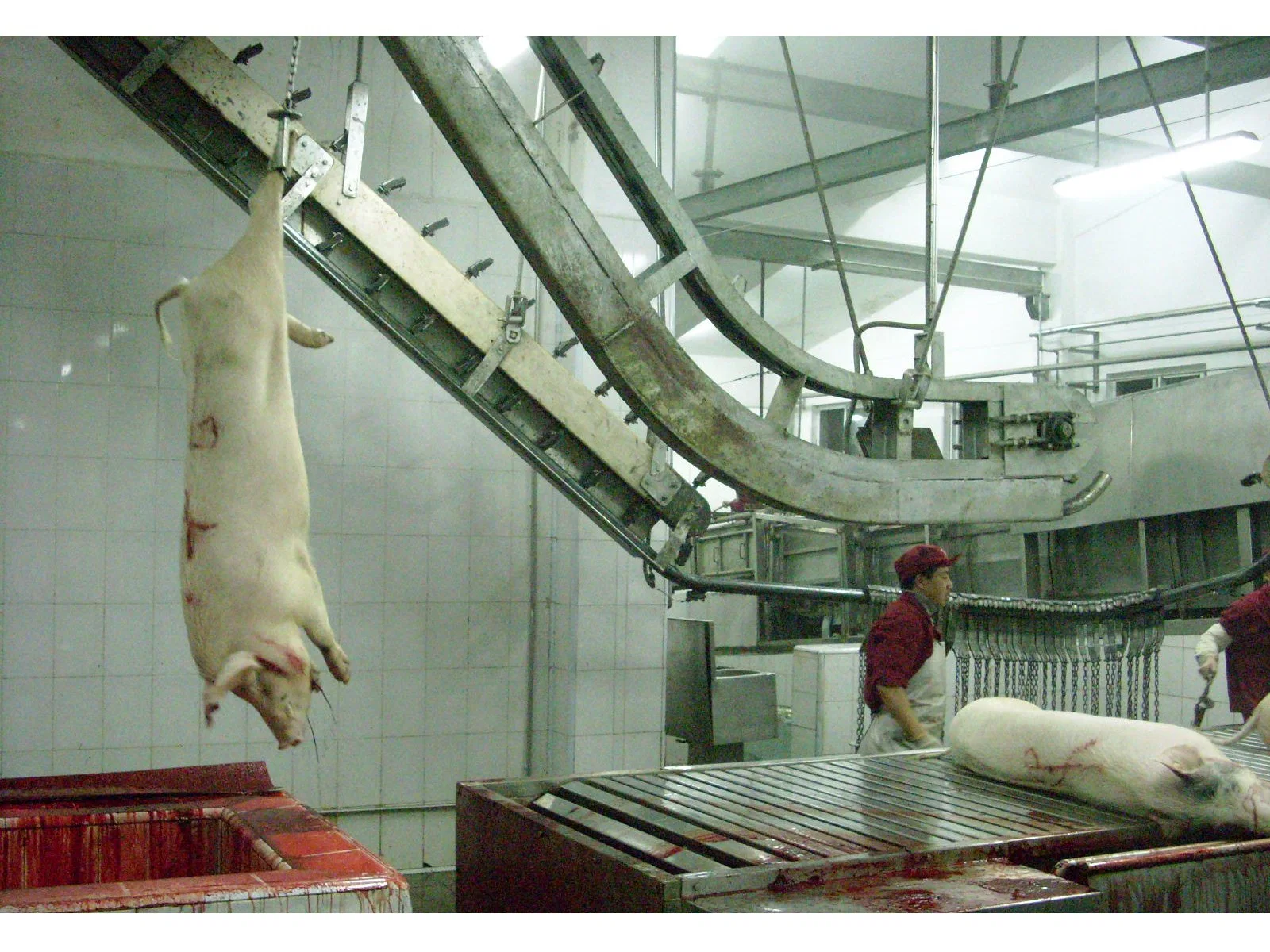 Completely Pork Pig Swine Slaughtering Machine Made in China