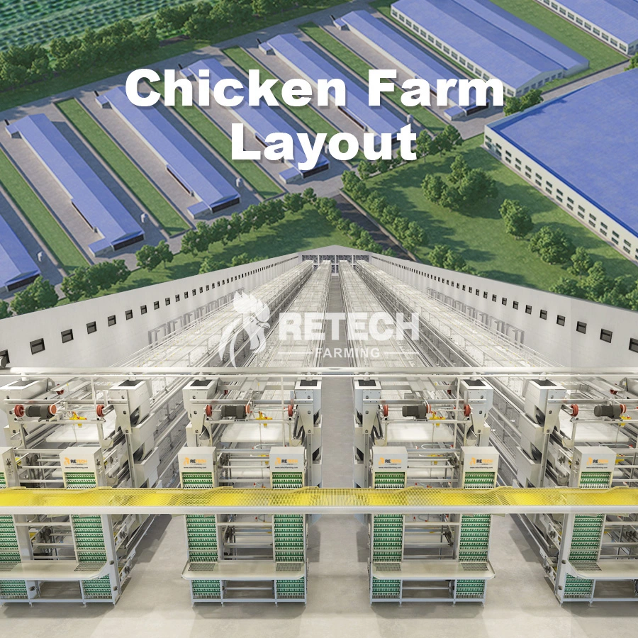 Sistema automático de jaulas de batería de Pollo Farm para capa