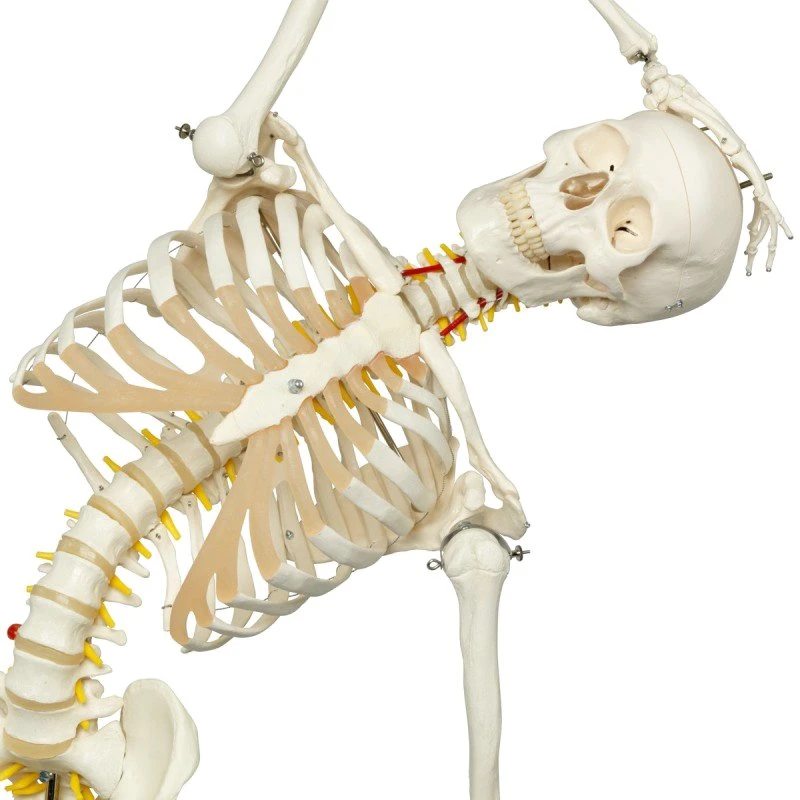 Hot Sale High quality/High cost performance  Model 85cm Human Skeleton