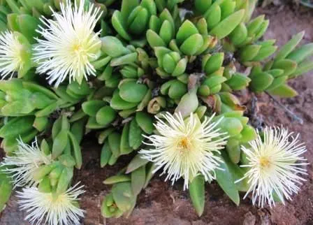 Sceletium Tortuosum Kanna de alta calidad