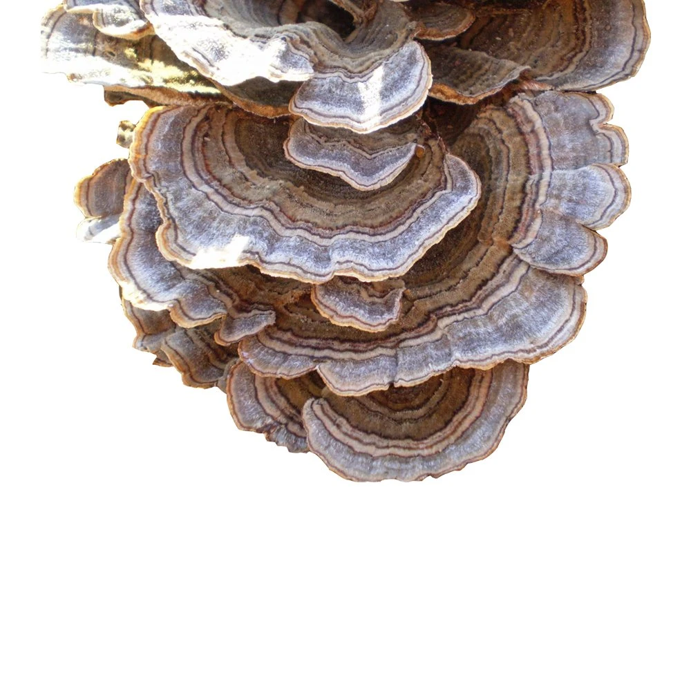 تركيا الذيل Mushroom استخراج Coriolus Versicolor Mushroom Ganoderma Lucidum Mushroom خلط الماء مع Soluble