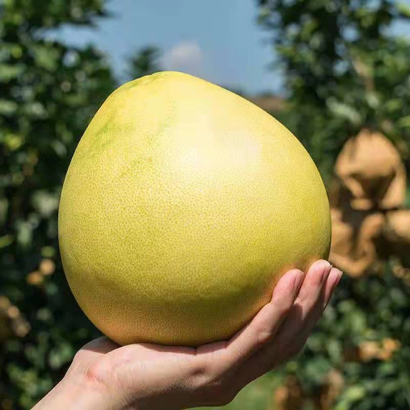 Pomelo chino fresco al por mayor fruta cítrica pomelo común