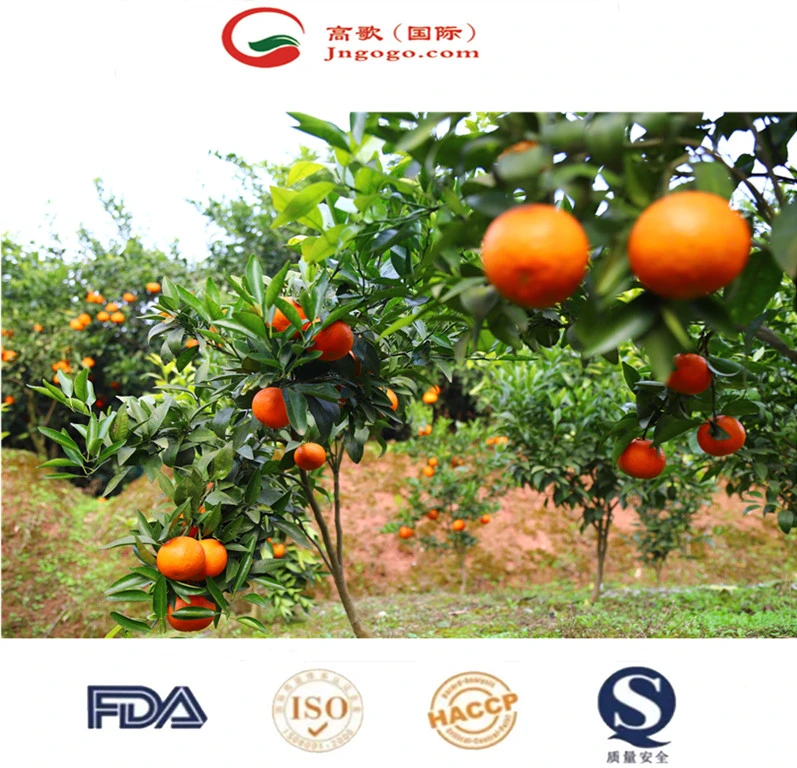 China Fresh Mandarin Sweet and High quality/High cost performance Mandarin Wogan Mandarin