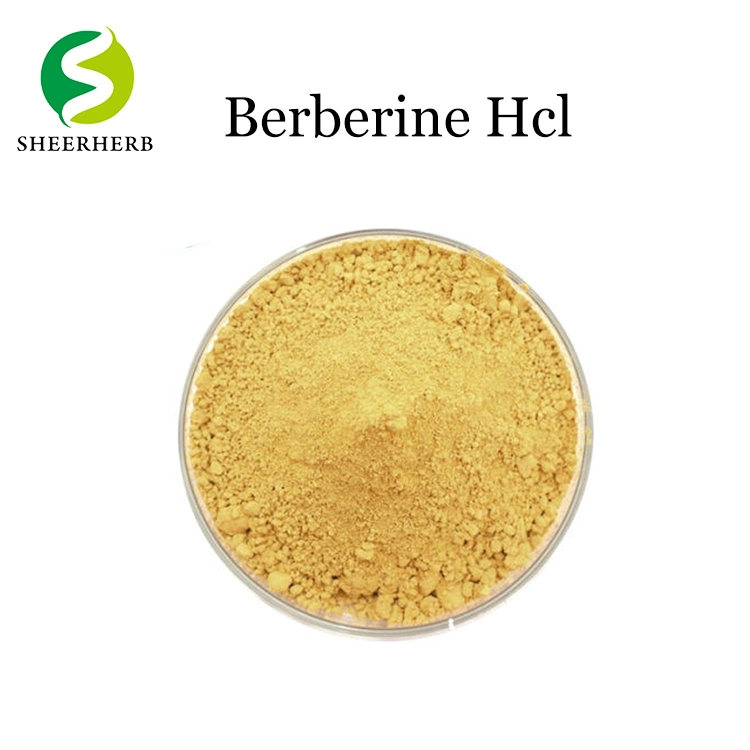 Hot Sale Goldthread Extract Bulk Berberine Powder with Best Price Berberine Hydrochloride
