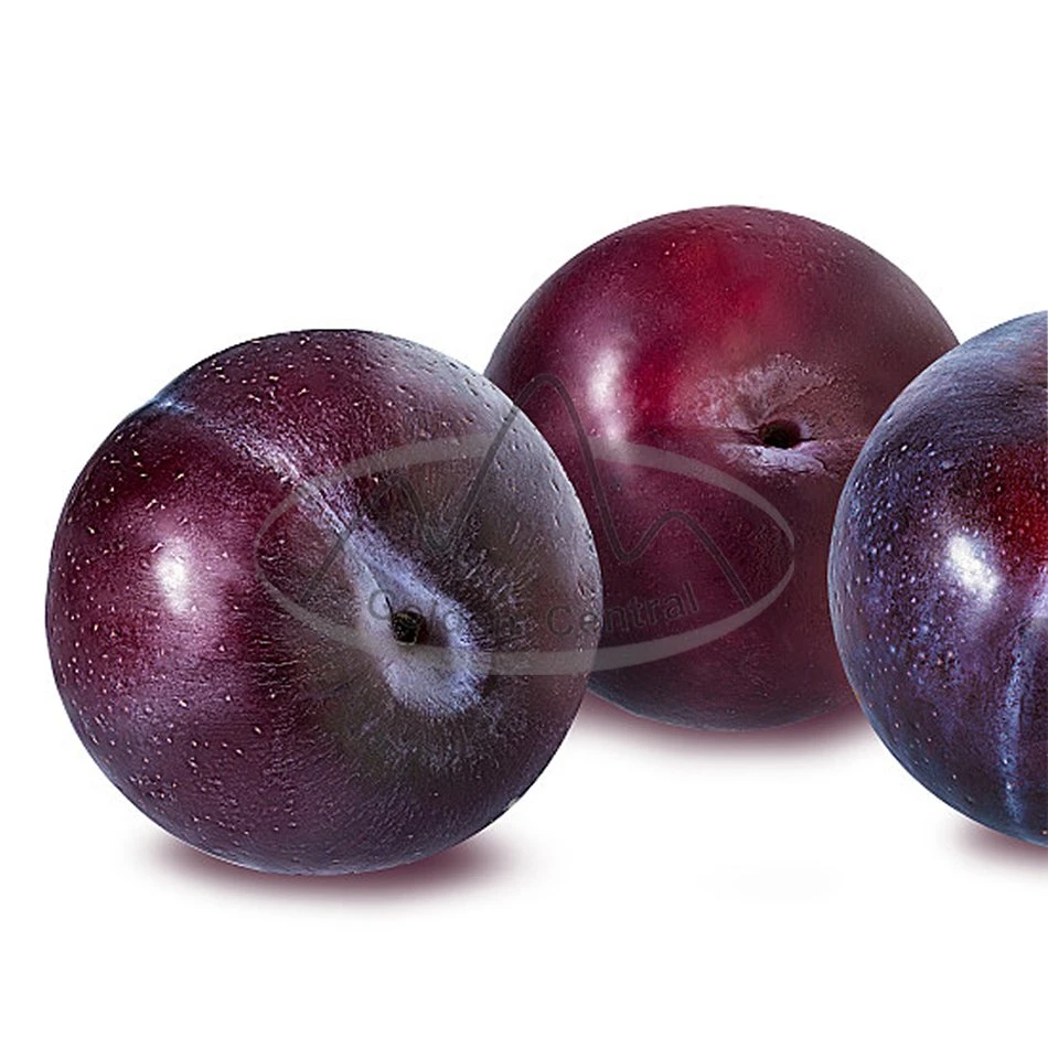 Plum Sweet Fresh Black Plum with High quality/High cost performance  Export