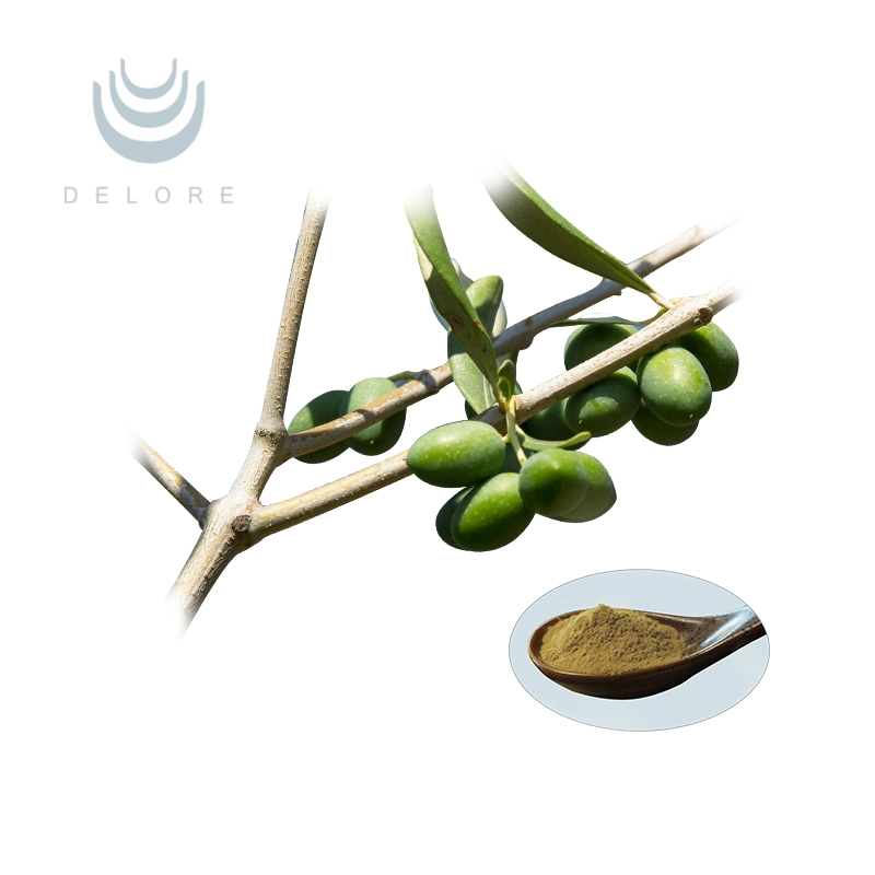 Free Sample Olive Leaf Extract 40% Oleuropein in Bulk Supply Oliver Leaf Extract with High Quality Olive Leaves Extract Powder for Sale