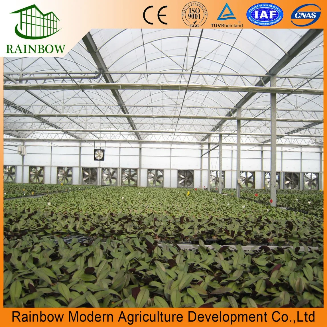 Smart Hydroponic Growing Systems Greenhouses Muti-Span Agriculture Commeicial Film Greenhouse Equipped with Cooling/Irrigation/Climate Control Systems for Crops