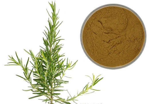 Natural Preservative Rosmarinic Acid 2%-98% Rosemarry Extract