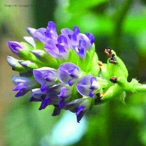 De hautes performances de la Chine Bakuchiol 60%-90%, Psoralea Corylifolia extrait, blanchissant