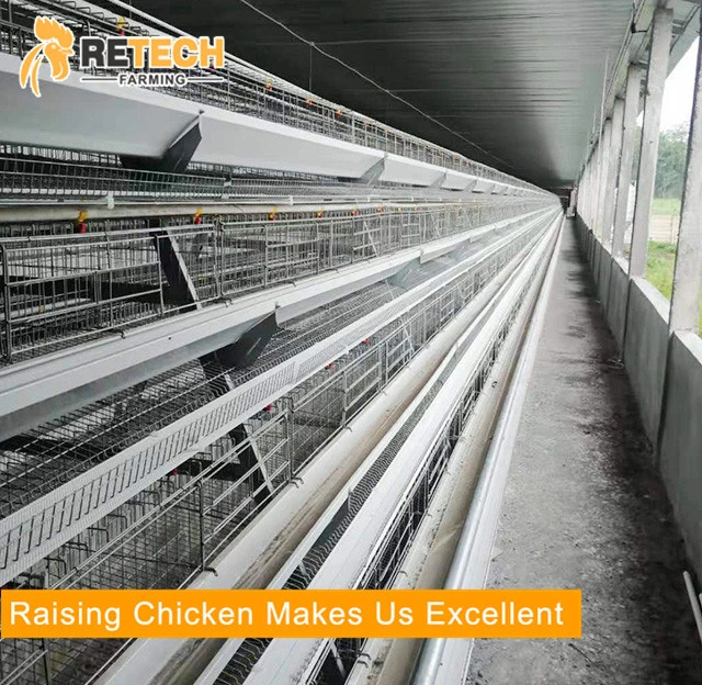 Sistema automático DE jaula de pollo tipo a galvanizado en caliente para granja avícola