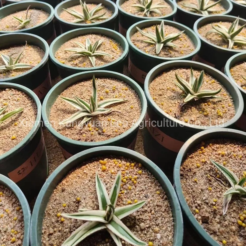 Plantas suculentas raras y naturales Agave