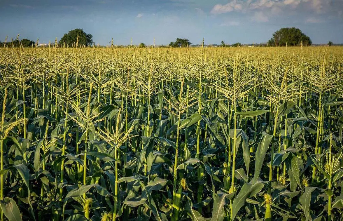 Fornecedor de fábrica Atrazine 80% Wp selectivo de controle de plantas daninhas dos herbicidas pesticidas 1610-17-9