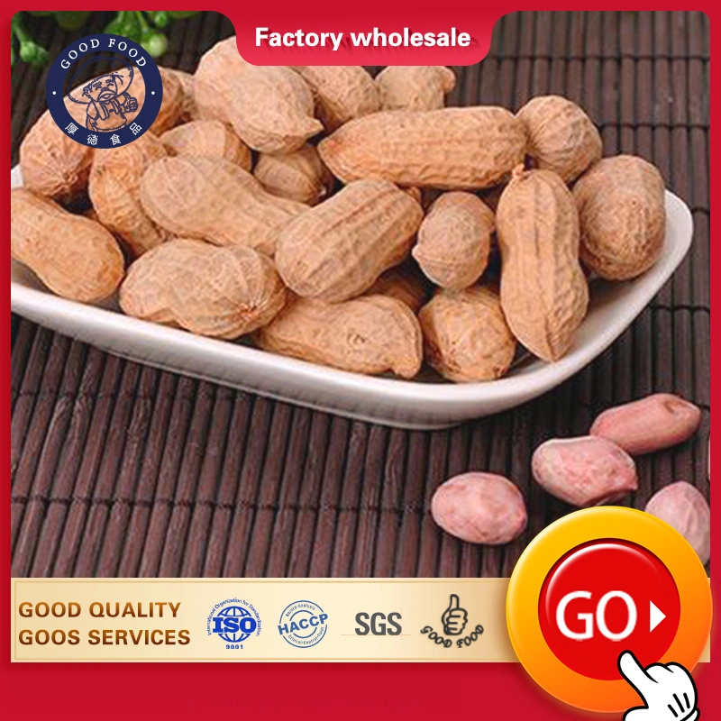 Chinese Factory Top Quality Raw Peanuts in Shell Roasted Peanut