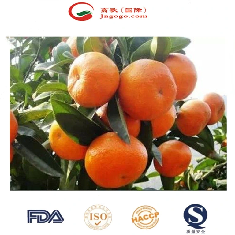 Fresh Mandarin Sweet and Super Quality Mandarin Wogan Mandarin in China