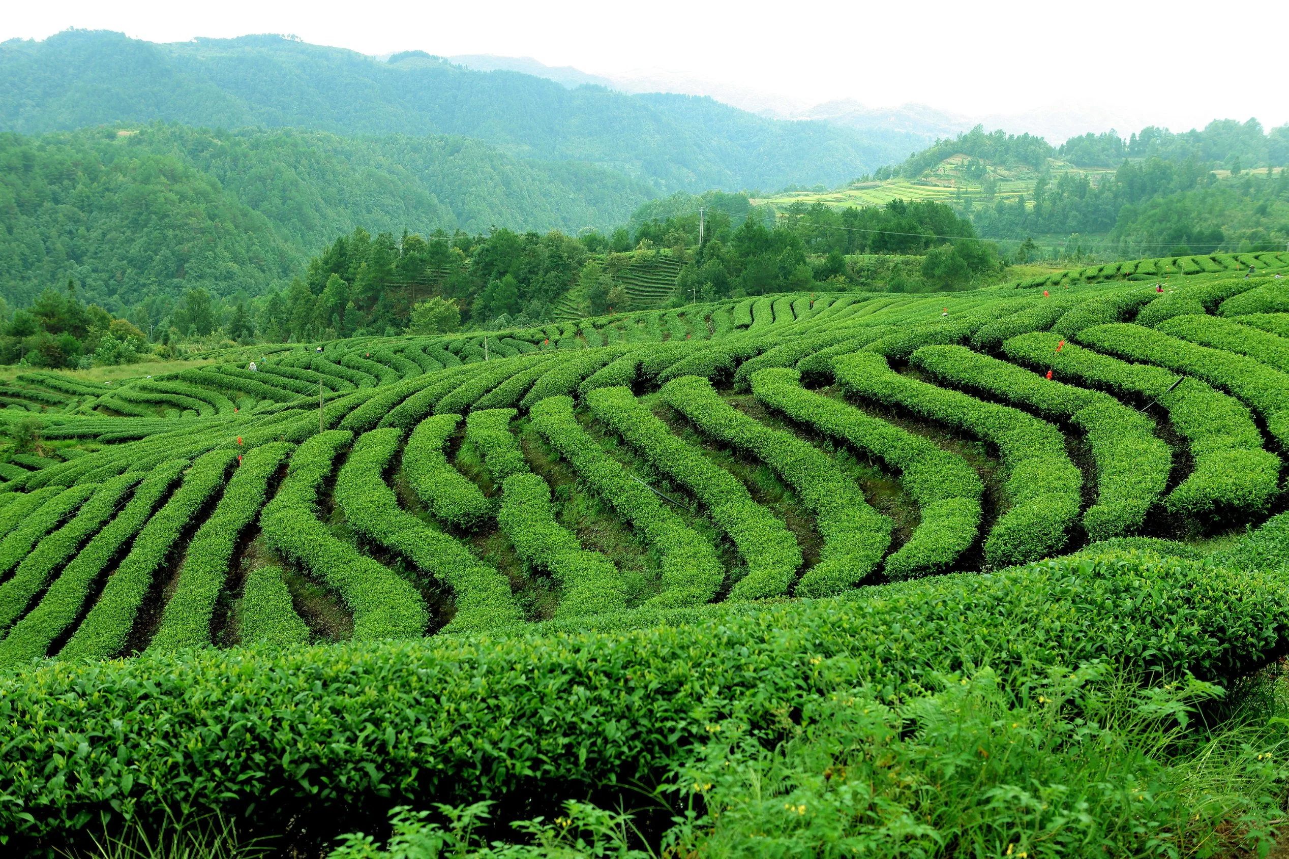 Fabricante Productos químicos agrícolas Emamectina de pesticidas Benzoato 10% Indoxacarb 30% WG Pesticida