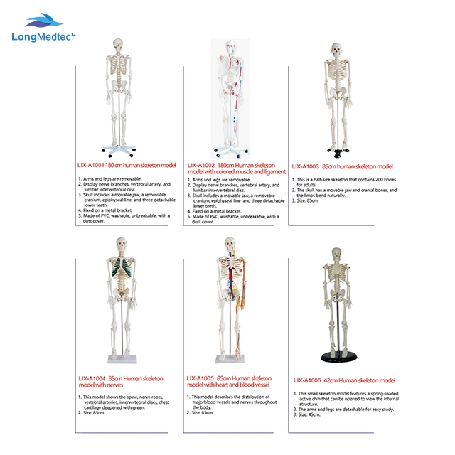 Modelo de Educação escolar unissexo Human Torso 40 peças anatómicas humanas Modelo