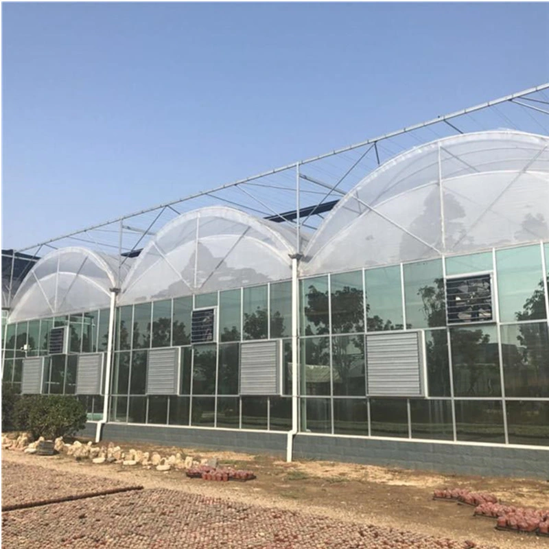 Film agricole multi-Span Arch-Type PE Greenhouse pour l'agriculture verticale