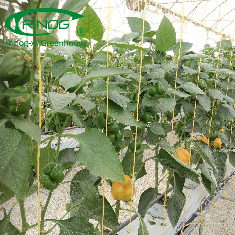 Large farm used  pepper hydroponics system for vegetable farm